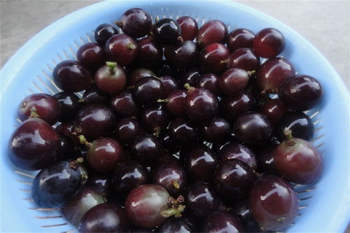 水果釀酒工藝 葡萄酒制作方法大全